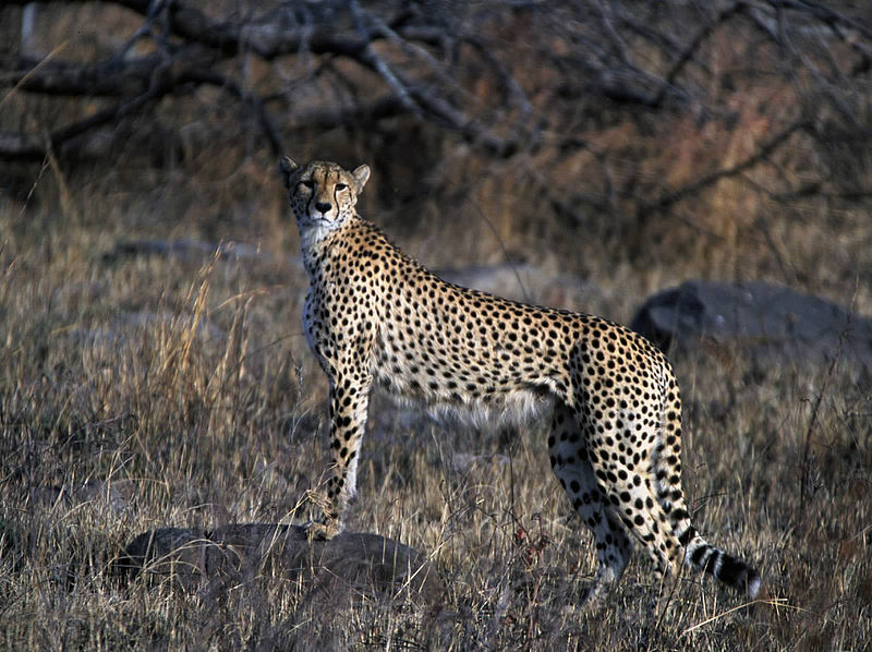 800px-Cheetah_(Kruger_National_Park,_South_Africa,_2001)